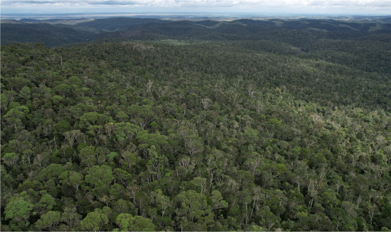 Humid forests are the habitat of S. impraedicta. Image courtesy of Tariq Stévart.