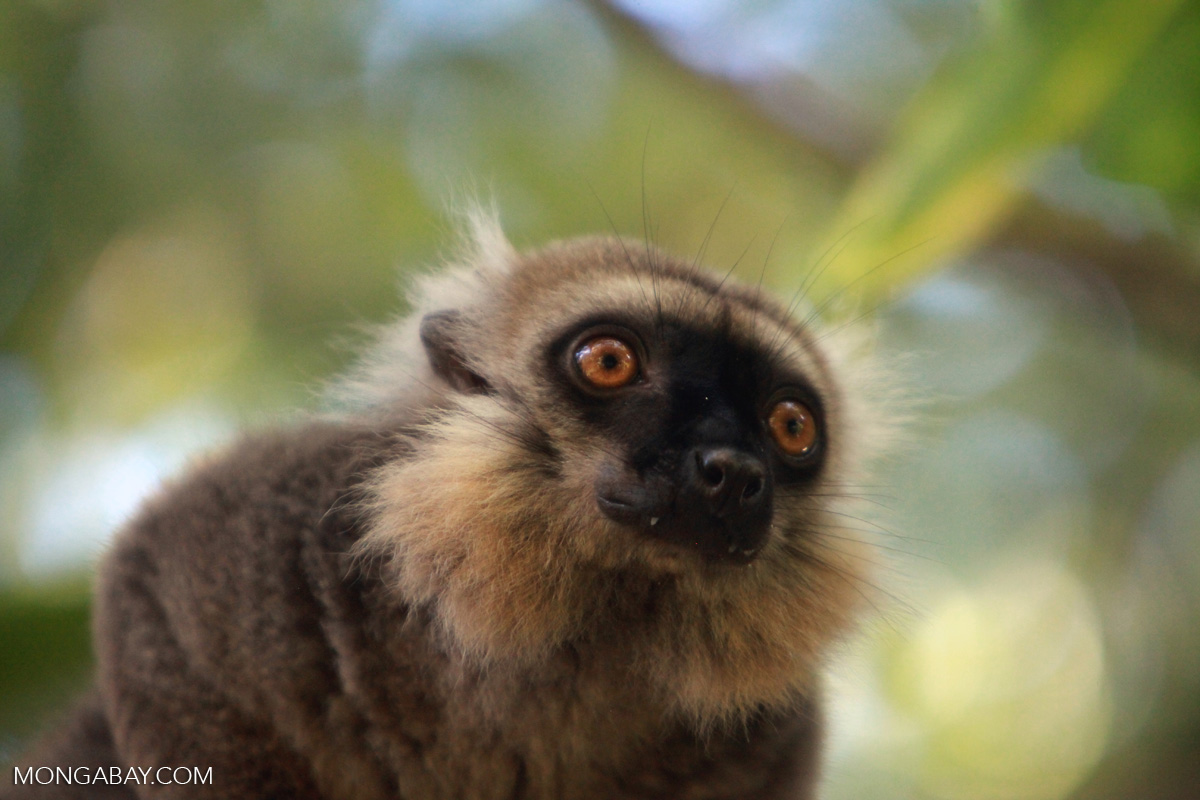 Sanford's Brown Lemur