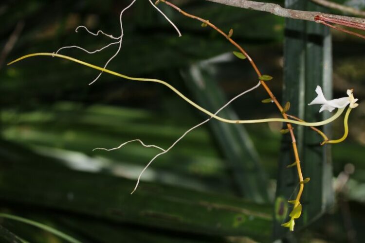 ‘Mind-blowing’ new orchid species found in Madagascar forest canopy