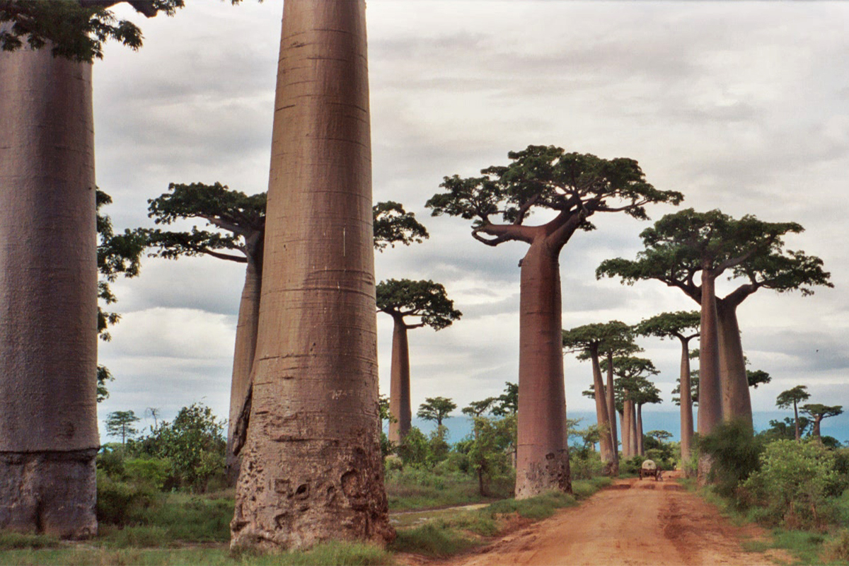 A famous stand of Grandidier's baobabs