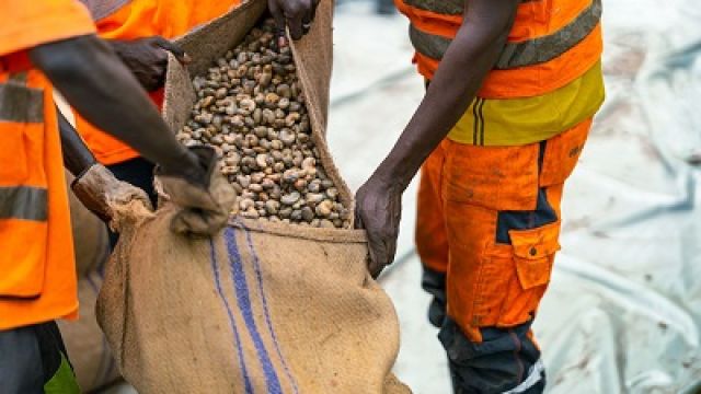 Cashew-Senegal-1.jpg