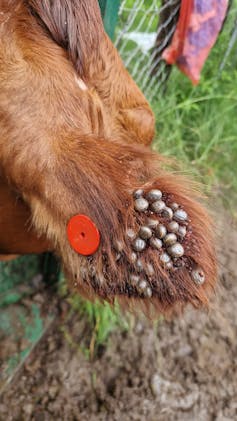 A cow's tail that is infested by dozens of ticks