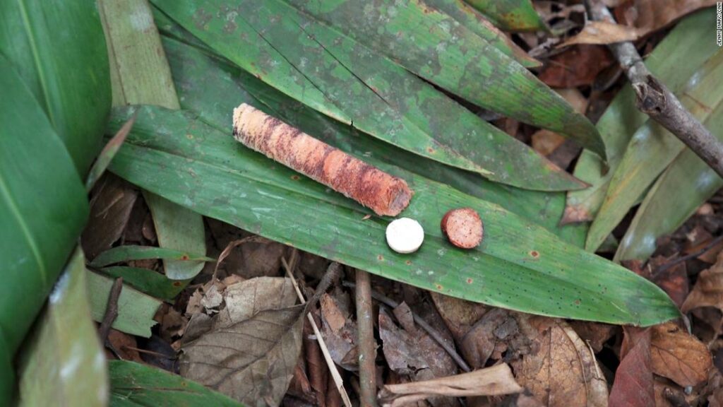 A tree DNA library could protect the world's forests