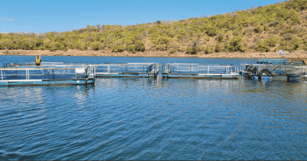 Aquaculture Africa goes to Zambia for 2023 conference