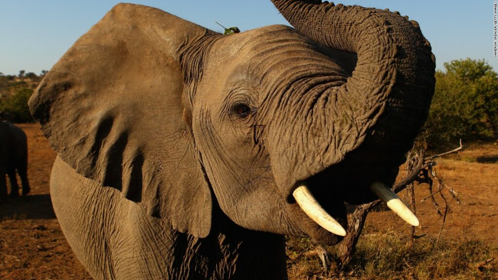 Botswana elephant poaching a significant problem, conservation group says