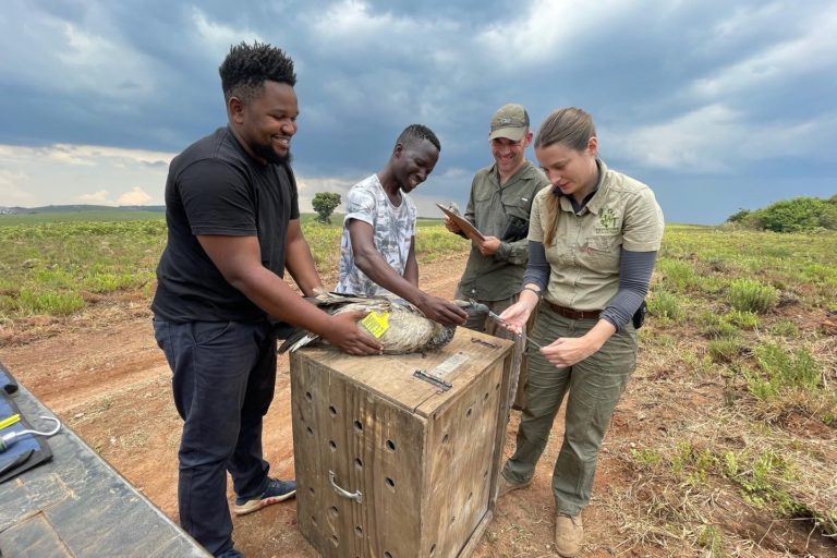 A team from the Endangered Wildlife Trust and the Lilongwe Wildlife Trust, including Olivia Sievert (right) attach wing tags and a satellite tracking device on a vulture in Nyika National Park, northern Malawi, Pic credit: Endangered Wildlife Trust.