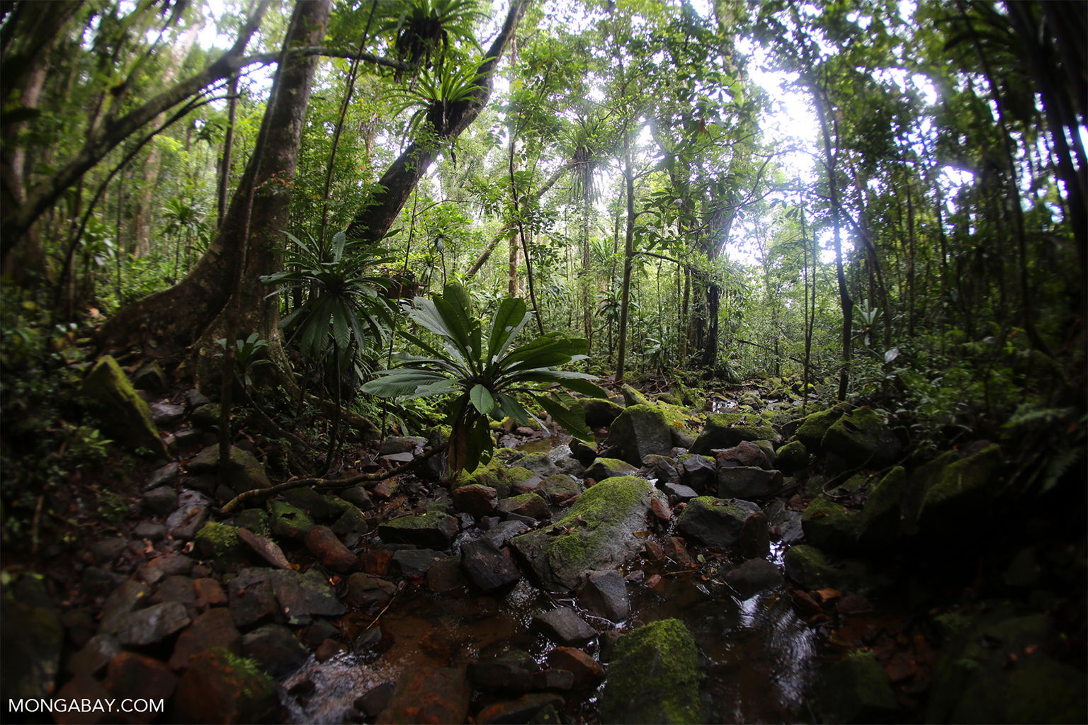 The tropical rainforests along Madagascar’s eastern coast are some of the most biodiversity-rich areas on the planet. 