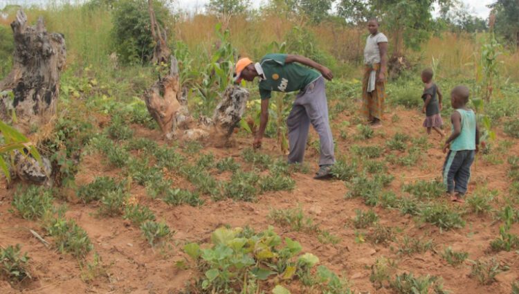 Farmers check the growth of maize in drought-hit fields in Macheke, Mashonaland East Province, Zimbabwe in this March 10, 2019 photo. A severe drought has currently decimated crops leaving many people at risk of hunger. Photo / Shaun Jusa