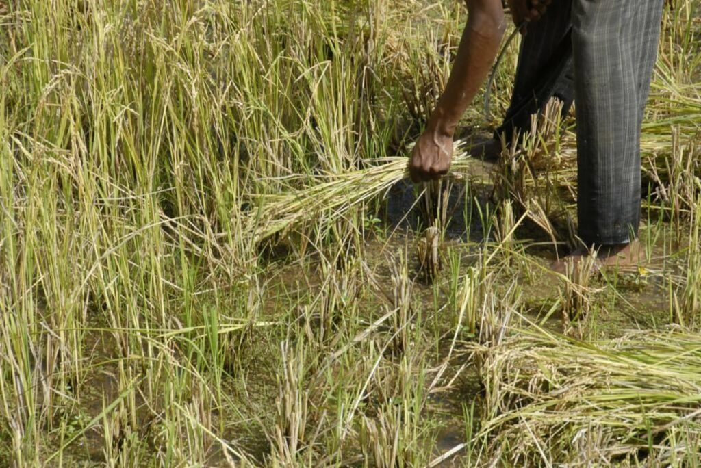 Ghanaians love rice — how smallholder farmers could harvest more of it with the help of machines