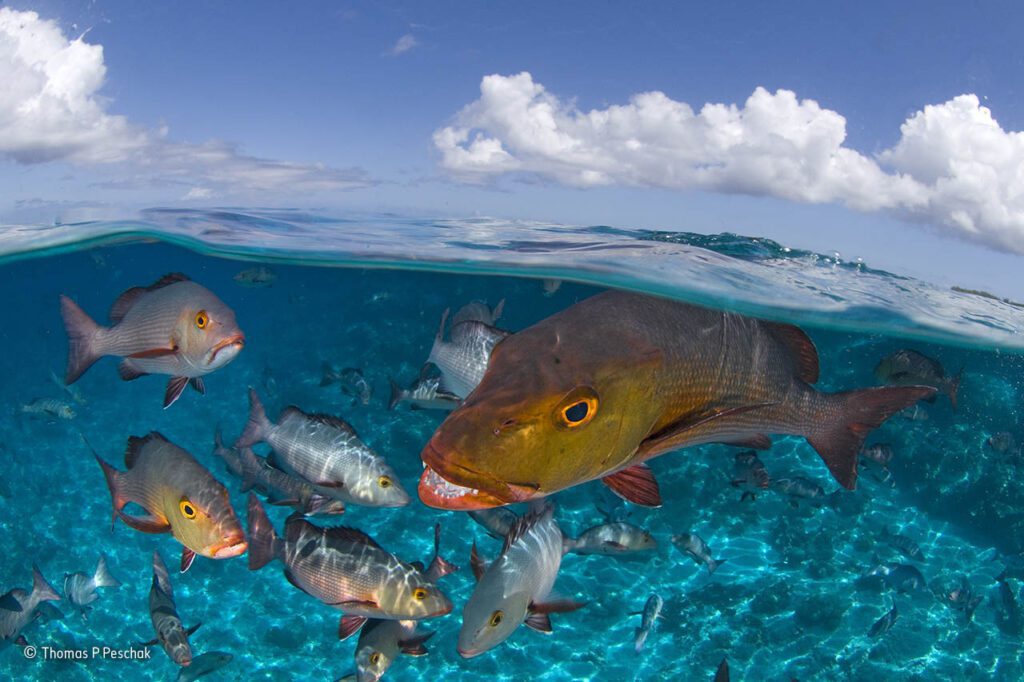 Here come the snappers | Wildlife Photographer of the Year