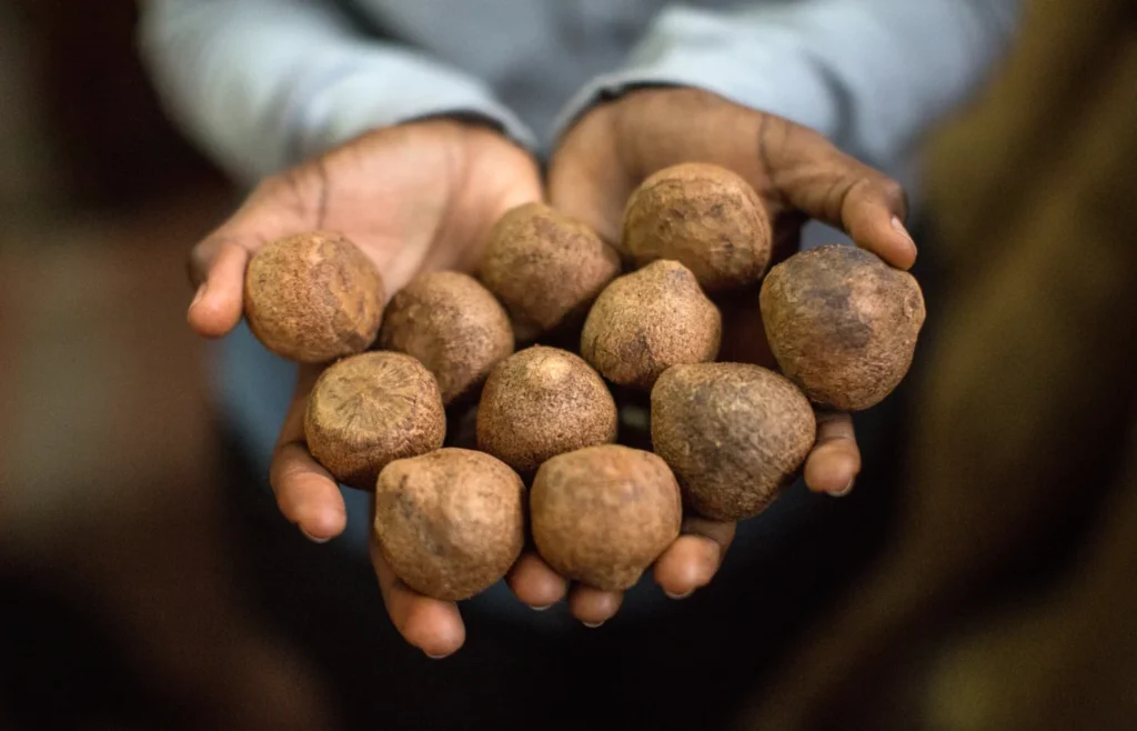 High-level policy dialogue on bioeconomy in Burundi and East Africa