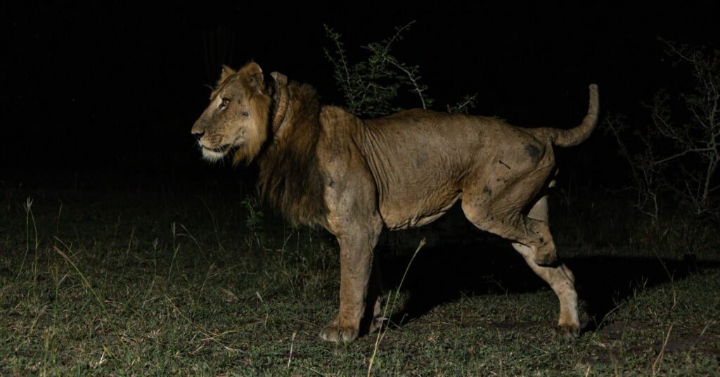 Lion Brothers Make Record-Breaking Long-Distance Swim