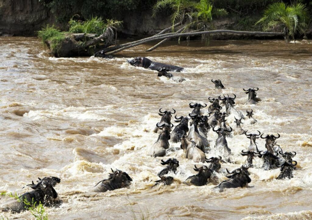 Mozambique’s cyclone flooding was devastating to animals — we studied how body size affected surviva