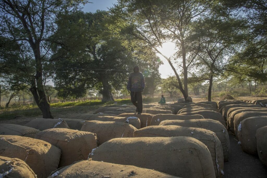 Next Africa: Zimbabwe's Farming Boom Masks 20 Wasted Years - Bloomberg