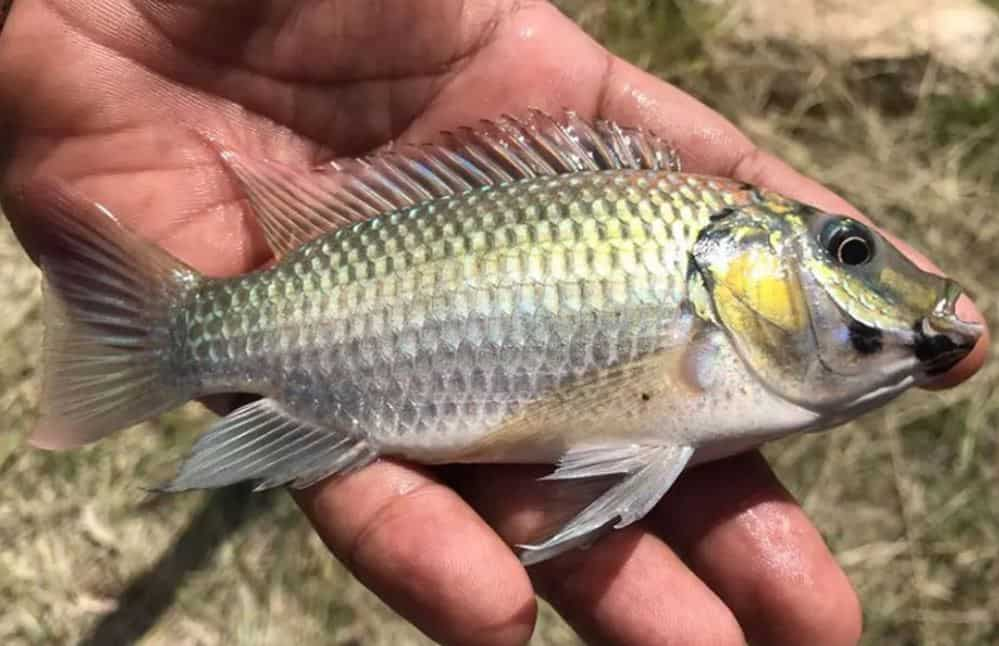 Research project goes wrong! Thailand waters invaded by ‘alien’ fish from Africa