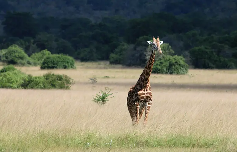 A solitary giraffe stands in a savanna, with its long neck and head rising high above the tall grass. The background features a peaceful setting with scattered trees and a dense tree line in the distance, under a bright blue sky