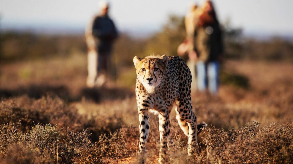 South Africa reserve creates Cheetah Trail experience: Travel Weekly