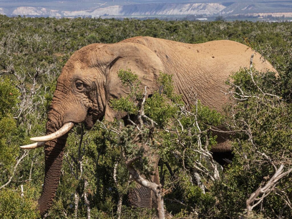 Spanish tourist who got out of car to take photos trampled to death by elephants in South Africa