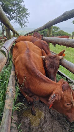 A cows ear is covered with more than 20 brown ear ticks.