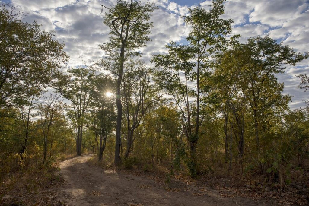 Vast African Forests Store Twice as Much Carbon as Thought