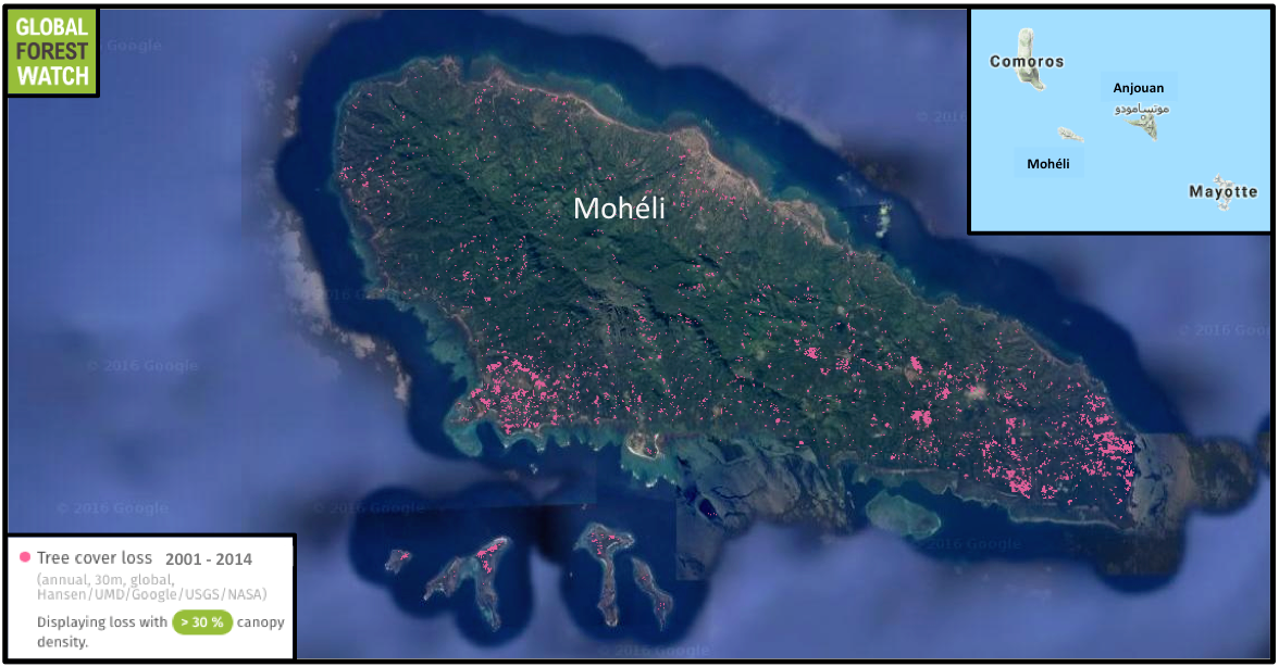 Data from the University of Maryland and visualized on the forest monitoring platform Global Forest Watch show the island of Mohéli lost more than 4 percent of its tree cover between 2001 and 2014. Neighboring Anjoan, the only other place inhabited by the bats, lost nearly 2 percent during the same time period.