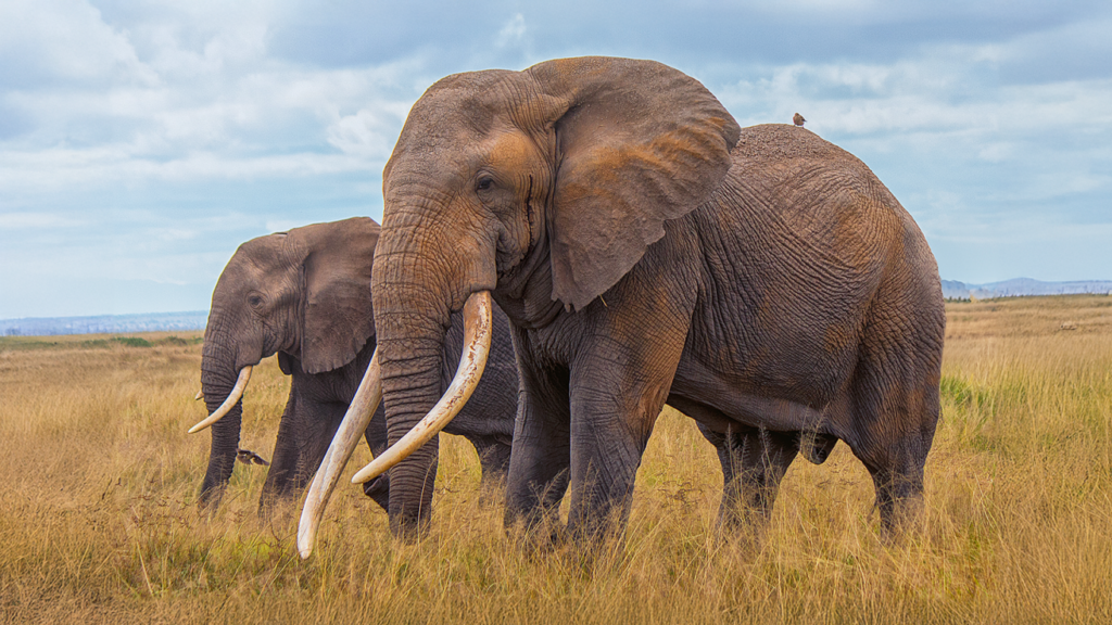 Trophy hunting is decimating super tuskers on the Kenya-Tanzania border