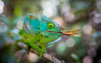 Half the world's chameleons live here