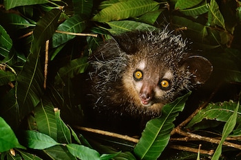 The aye-aye