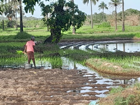 Over 40 rice farmers, birdwatchers risk losing Kotu wetlands to Malaysian investors