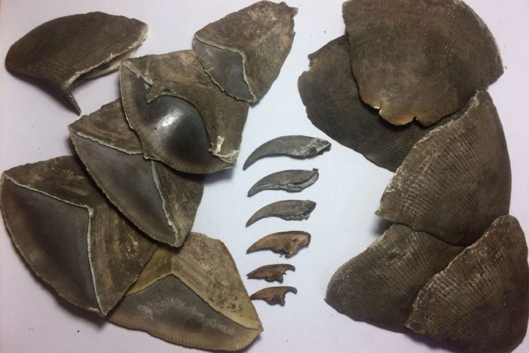 Pangolin scales and nails seized from illegal trafficking in South Sudan. Credit: WCS South Sudan