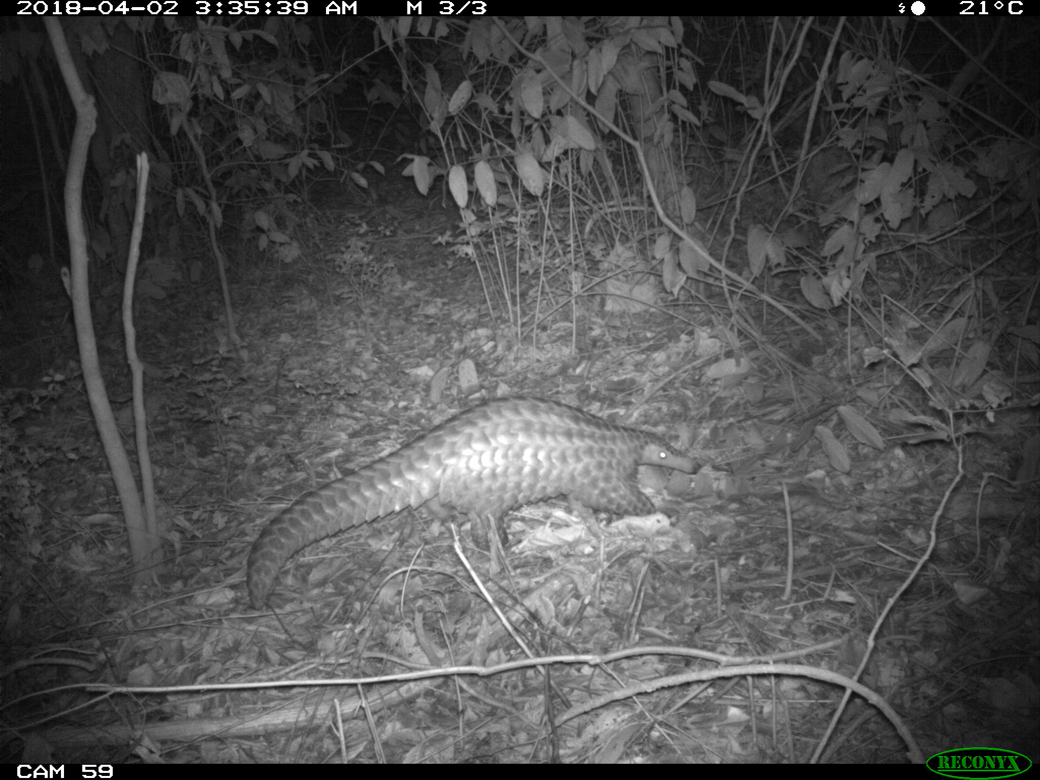 Camera trap image of a pangolin foraging at night in South Sudan. Credit: Bucknell University/Fauna and Flora International