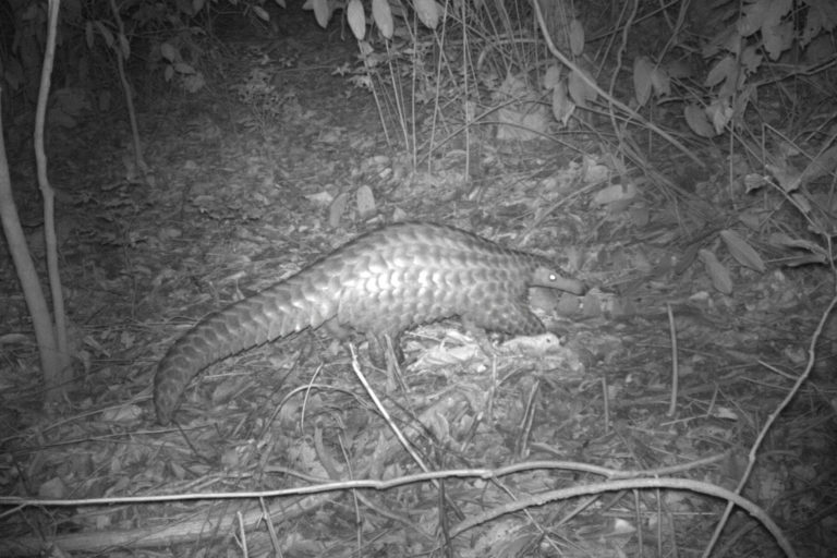 Pangolins are a victim of political instability in South Sudan