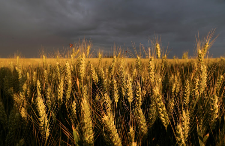 What exactly is Zimbabwe’s 2023/24 season wheat harvest forecast?