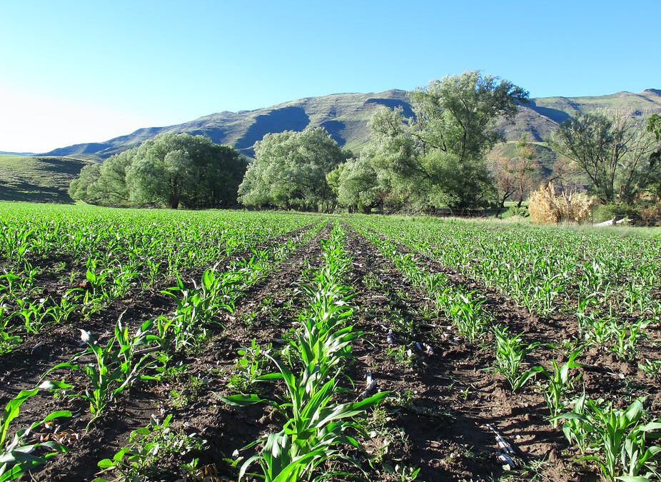 Kenya’s decision to open the door to GM maize is a good omen