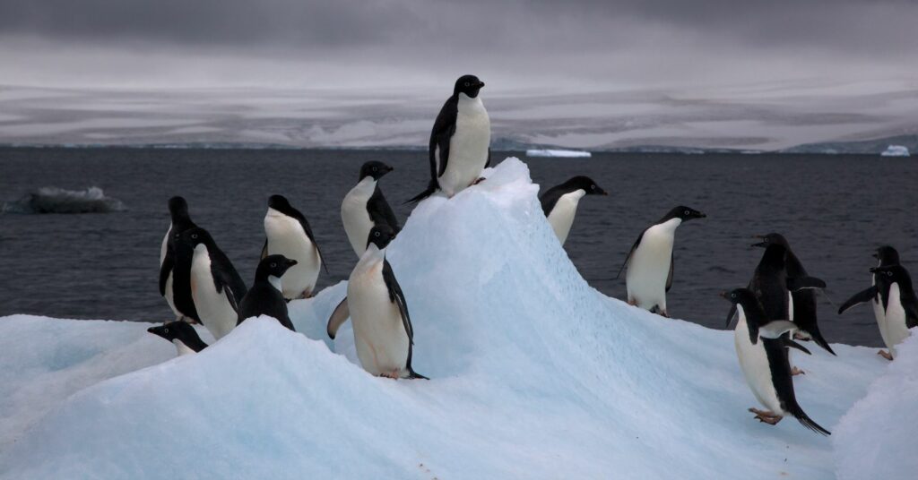 Queer Nature: Celebration of Diverse Animal Sexual Behavior