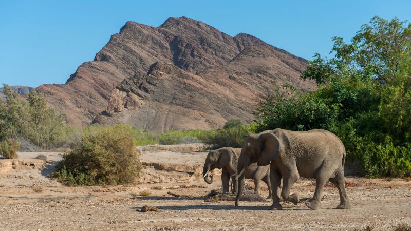 African leaders say elephants need to die for food. Critics says it’s cruel and won’t work