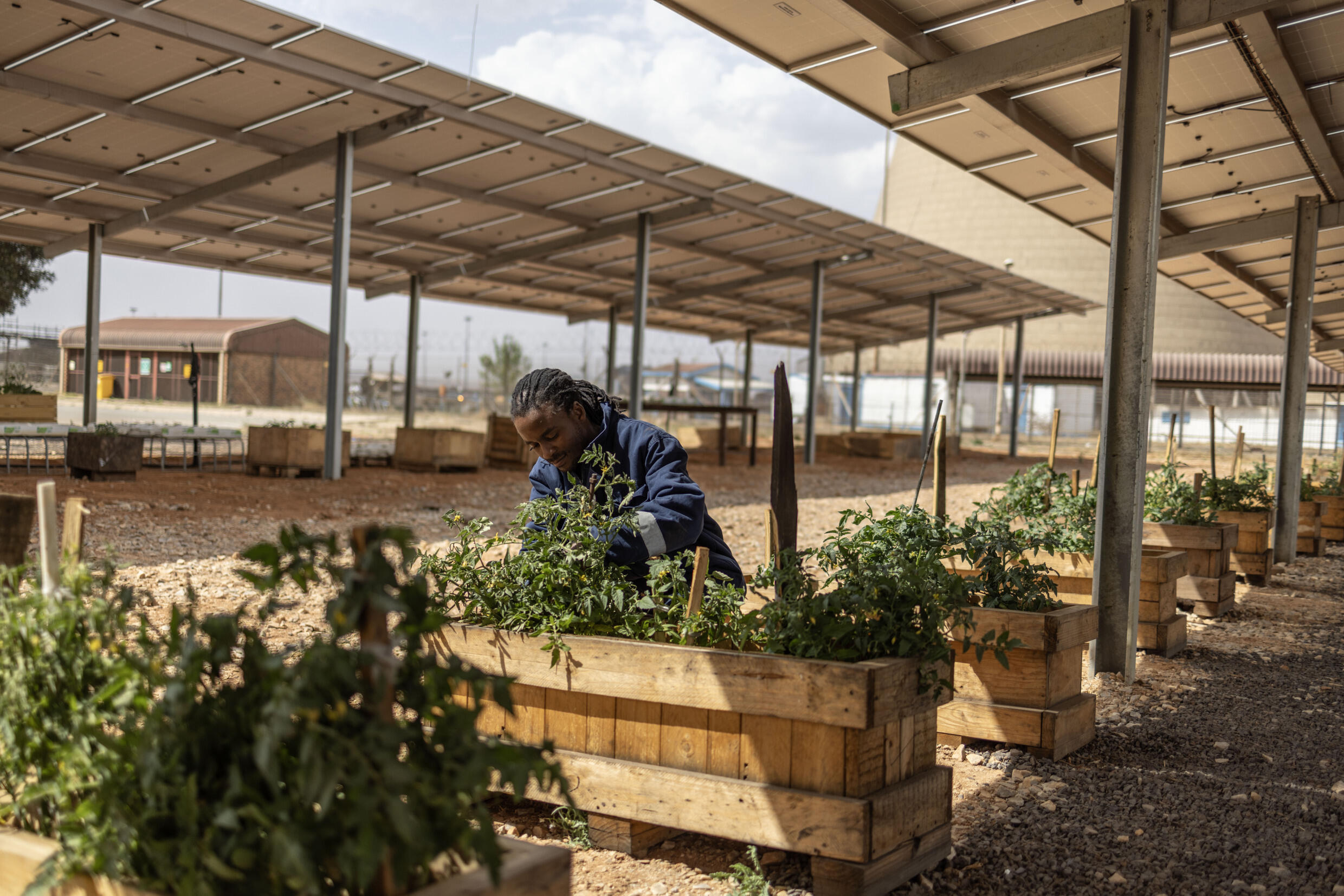 One of the green projects underway combines raising fish alongside vegetable patches supported by solar panels