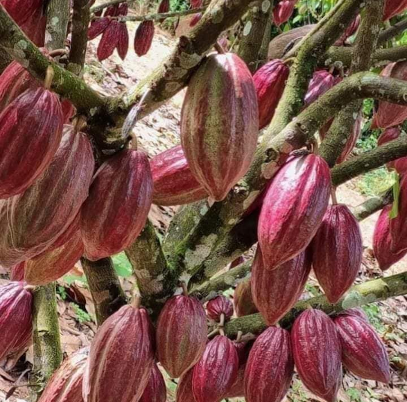 Cacao pods in Ntui, Cameroon. Image by Jonas Ngouhouo-Poufoun.