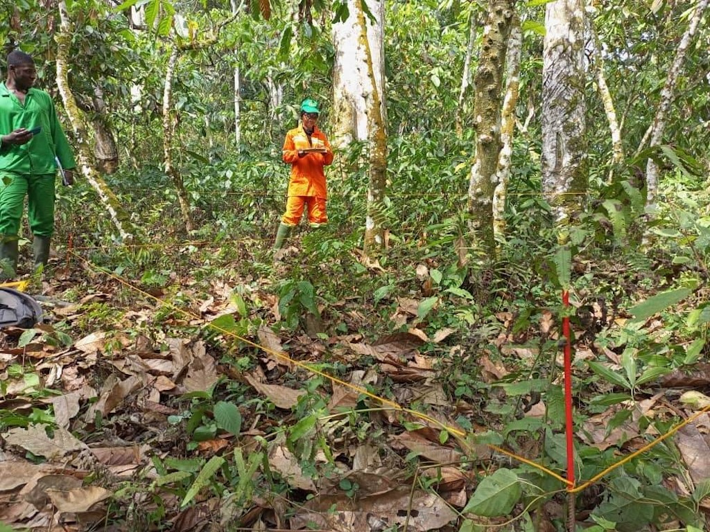 Yogne Mbouombouo Ybrahim and Cynthia Nkili conduct a biodiversity survey on a cocoa plot in Mbalmayo, Cameroon. Image by Jonas Ngouhouo-Poufounn.