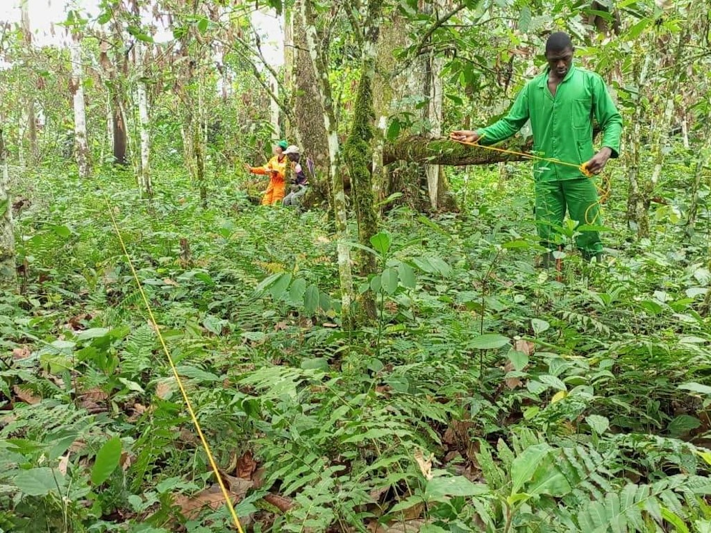 Yogne Mbouombouo Ybrahim and Cynthia Nkili conduct a biodiversity survey on a cocoa plot in Mbalmayo, Cameroon. Image by Jonas Ngouhouo-Poufounn.