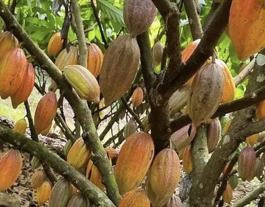 Cacao pods in Ntui, Cameroon. Image by Jonas Ngouhouo-Poufoun.