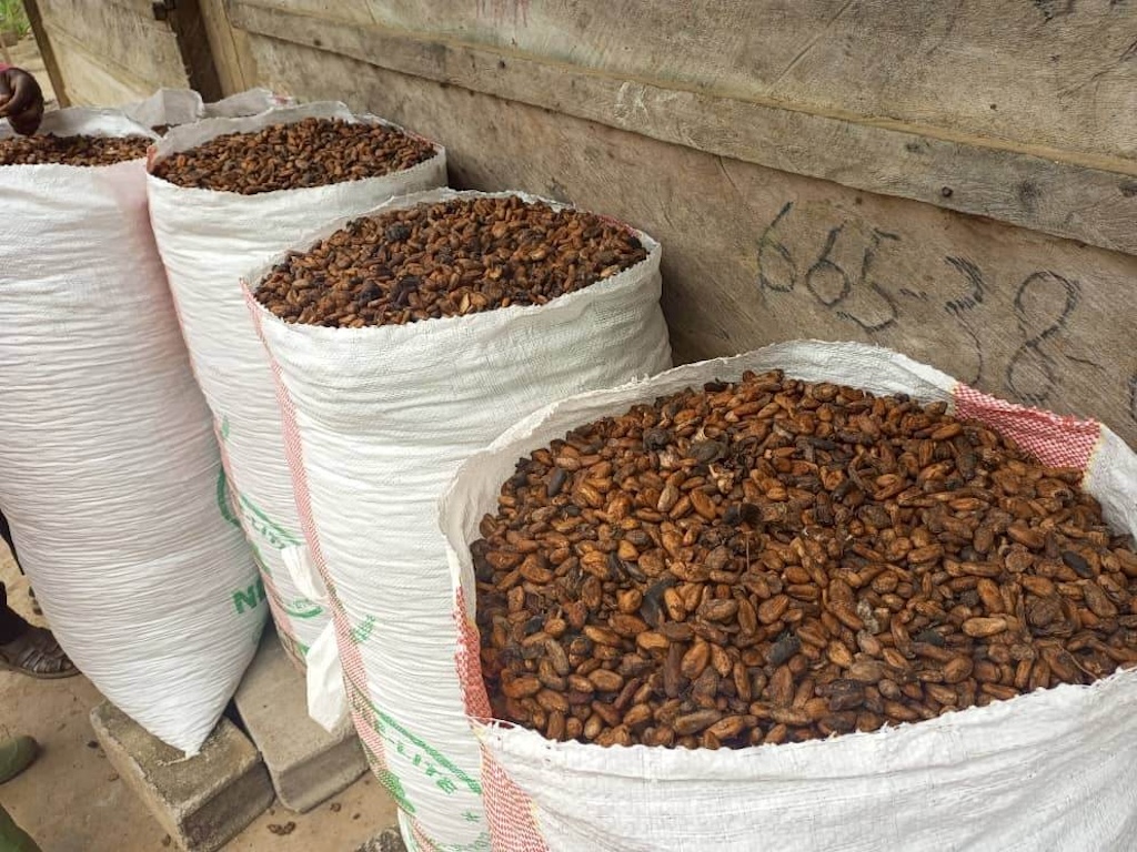 Packed cacao ready for collection in Ngoro, Cameroon. Image by Jonas Ngouhouo-Poufoun.