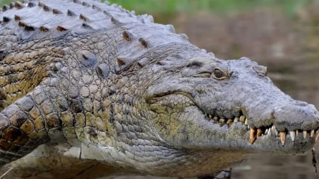 Giant Crocodile Rumoured to Have Killed 300 People in Africa's Burundi Escapes Capture