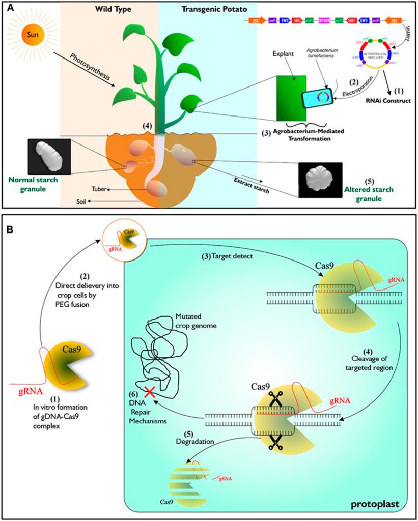 Genetic engineering and genome editing technologies as catalyst for Africa’s food security: the case of plant biotechnology in Nigeria