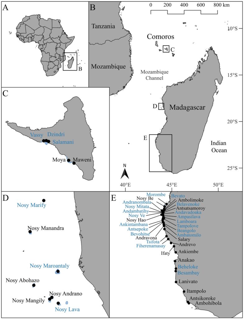 Impacts of locally managed periodic octopus fishery closures in Comoros and Madagascar: short-term benefits amidst long-term decline