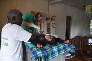 Medical treatment of chimps at LCRP 