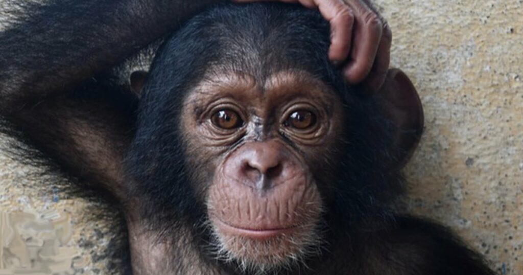 The Fight to Save Africa's Baby Chimps