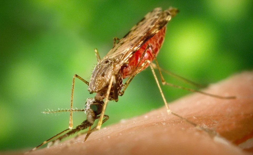 Africa: Egypt Is Certified Malaria-Free By WHO