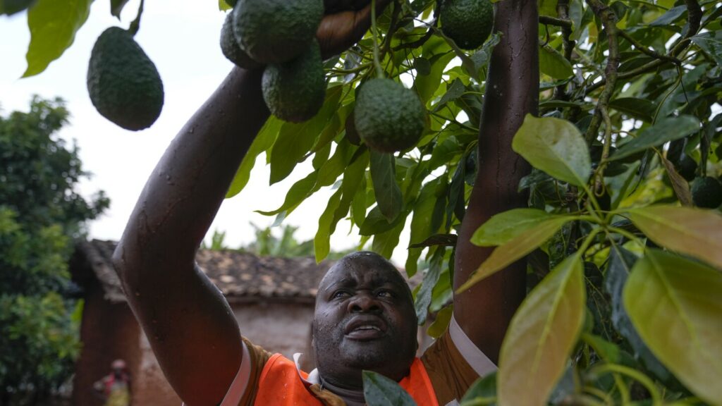 Avocado trade in Africa: Burundi farmers unite to get fair prices