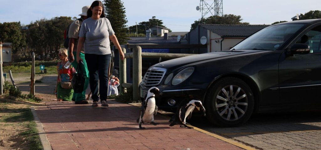 Could African Penguins Disappear From South Africa By 2035?